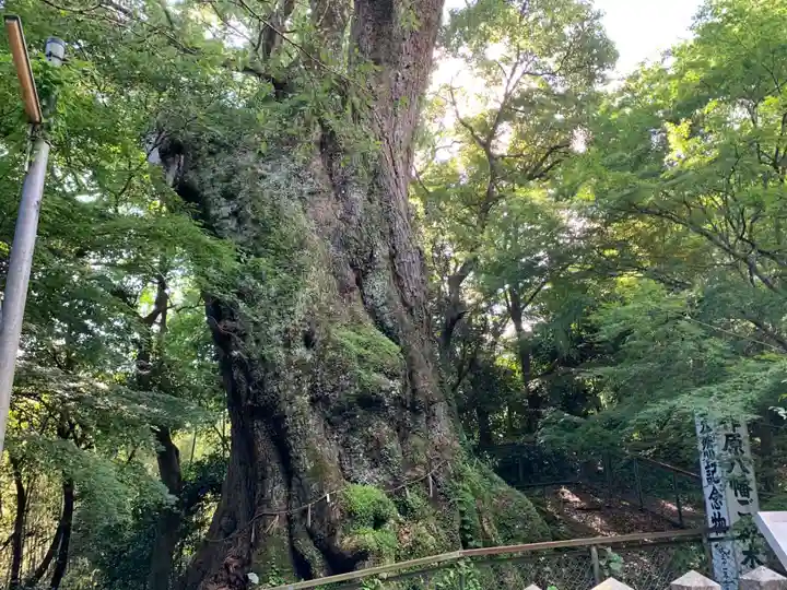 柞原八幡宮の自然