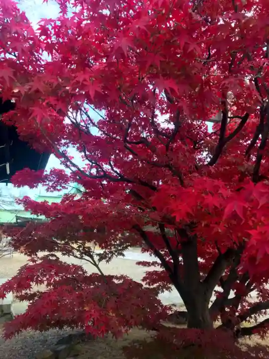 豊國神社の自然