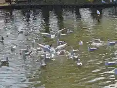 鶴岡八幡宮の動物