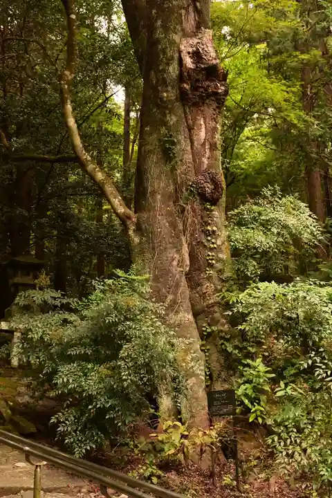 柞原八幡宮(大分県)