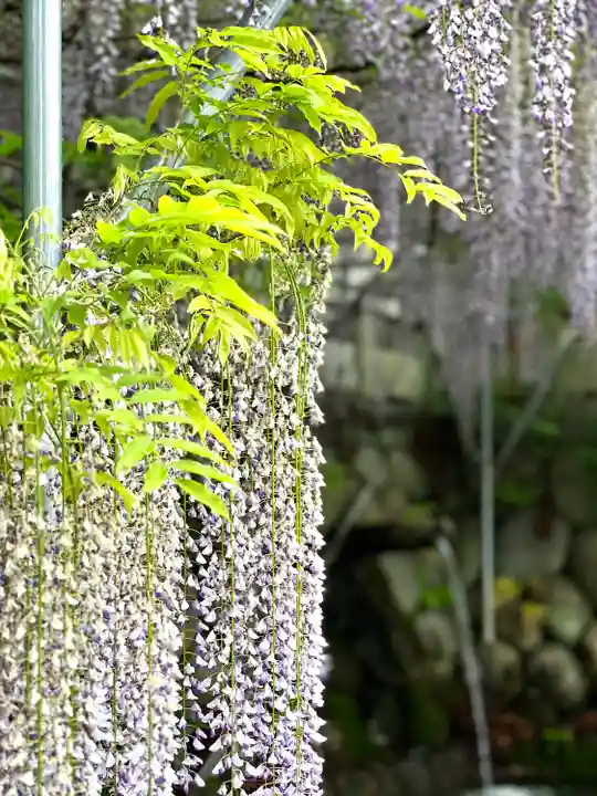 鳩ヶ嶺八幡宮の自然