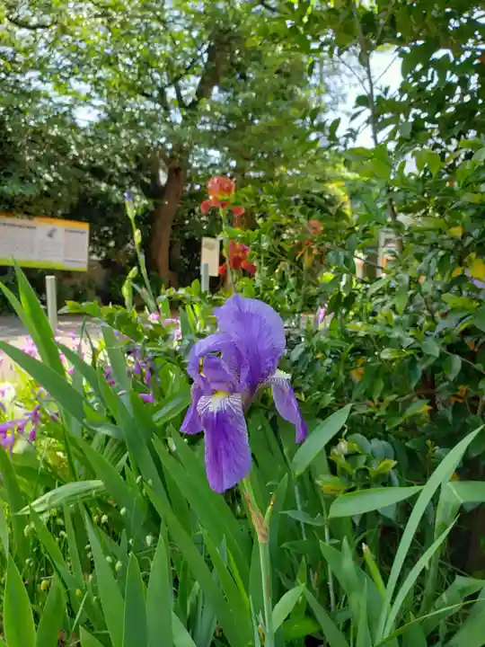 鷺宮八幡神社(東京都)
