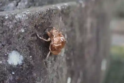 前玉神社の動物