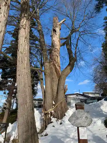 武内神社の自然