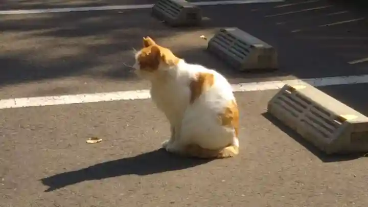前原御嶽神社の動物