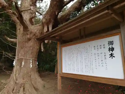 鎌数伊勢大神宮の自然