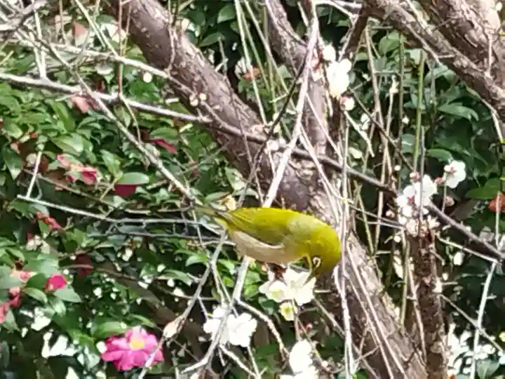 宗像神社の動物