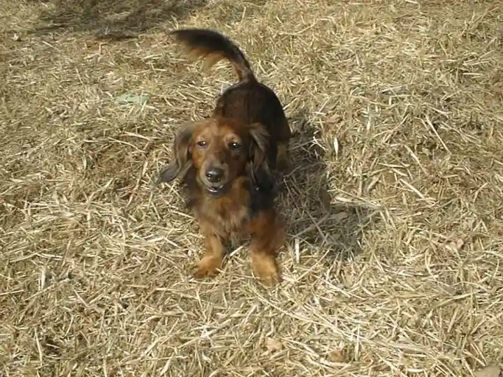 楞厳寺(山口県)