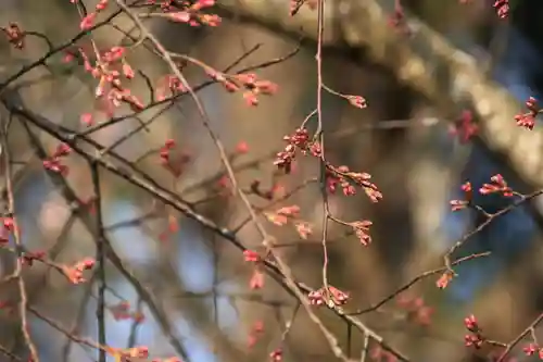 阿久津「田村神社」（郡山市阿久津町）旧社名：伊豆箱根三嶋三社の庭園