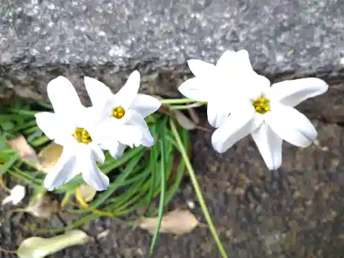 阿智神社の自然