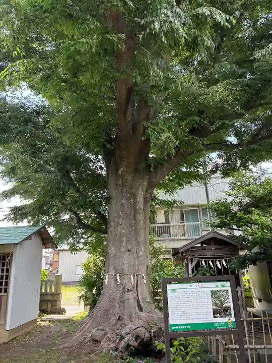 龍ケ崎八坂神社の自然