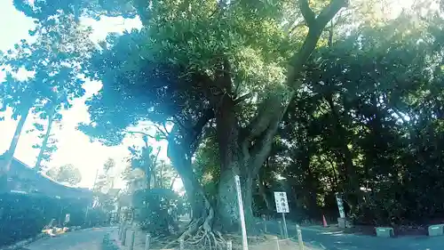 結城神社の自然