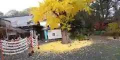 平野神社(京都府)