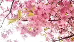 尾張大國霊神社（国府宮）の自然