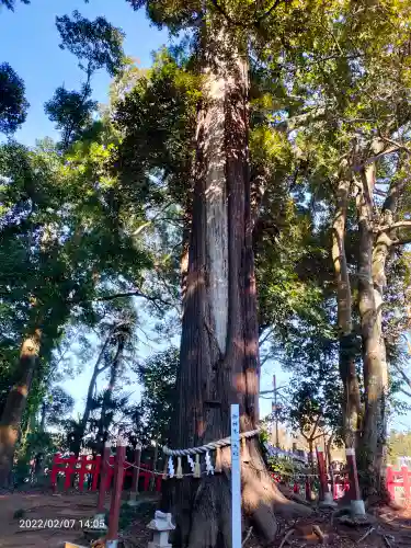 麻賀多神社奥宮の自然