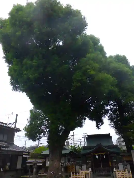 猿田彦神社の自然