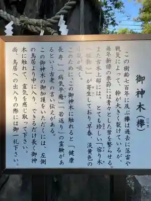 御神木の由来説明版