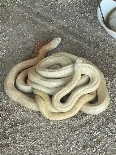 岩国白蛇神社(山口県)