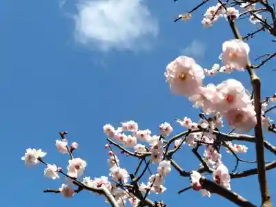 太宰府天満宮(福岡県)