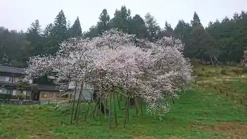 大幢寺の自然