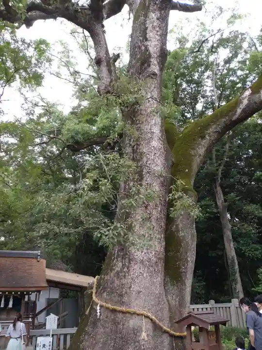 伊弉諾神宮の自然