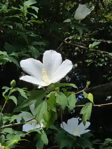 沙沙貴神社(滋賀県)