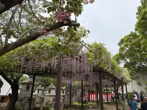 葛井寺の{uncategorized: "未分類", other: "その他", undefined: "問題あり", building: "その他建物", grave: "お墓", sacred_gate: "鳥居", guardian: "狛犬", statue: "像", buddha: "仏像", history: "歴史", nature: "自然", garden: "庭園", animal: "動物", pagoda: "塔", temizu: "手水舎", mountain_gate: "山門・神門", sanctuary: "本殿・本堂", subordinate: "末社・摂社", art: "芸術", scenery: "景色", jizo: "地蔵", ema: "絵馬", goshuin: "御朱印", omikuji: "おみくじ", items: "授与品その他", amulet: "お守り", goshuincho: "御朱印帳", eats: "食事", festival: "お祭り", votive_dance: "神楽", shichigosan: "七五三参", wedding: "結婚式", experience: "体験その他", initially: "初詣", around: "周辺", anti_infection: "感染症対策"}