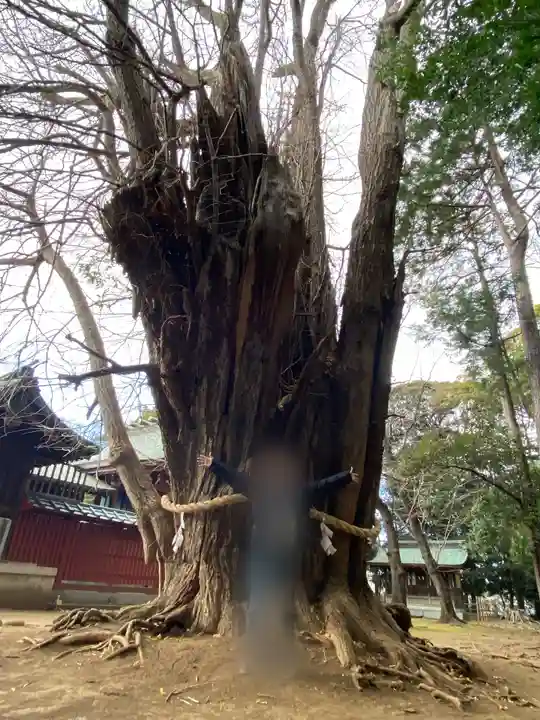 峯ヶ岡八幡神社(埼玉県)