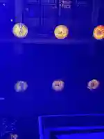 子安神社の{uncategorized: "未分類", other: "その他", undefined: "問題あり", building: "その他建物", grave: "お墓", sacred_gate: "鳥居", guardian: "狛犬", statue: "像", buddha: "仏像", history: "歴史", nature: "自然", garden: "庭園", animal: "動物", pagoda: "塔", temizu: "手水舎", mountain_gate: "山門・神門", sanctuary: "本殿・本堂", subordinate: "末社・摂社", art: "芸術", scenery: "景色", jizo: "地蔵", ema: "絵馬", goshuin: "御朱印", omikuji: "おみくじ", items: "授与品その他", amulet: "お守り", goshuincho: "御朱印帳", eats: "食事", festival: "お祭り", votive_dance: "神楽", shichigosan: "七五三参", wedding: "結婚式", experience: "体験その他", initially: "初詣", around: "周辺", anti_infection: "感染症対策"}