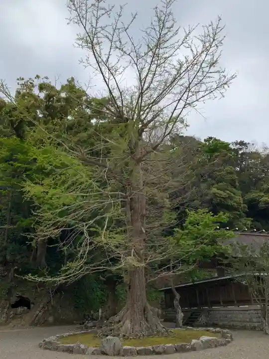 安房神社の自然