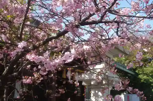 新宿下落合氷川神社の自然