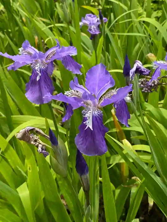 横浜 西方寺の自然