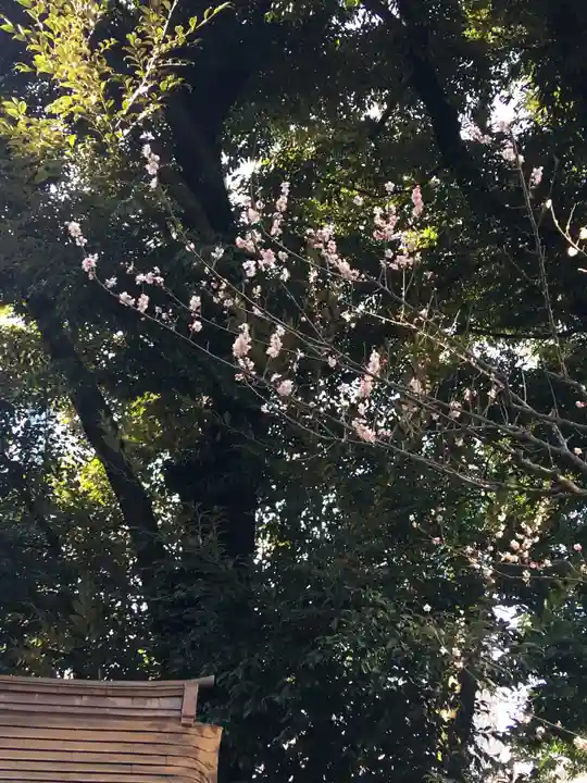 愛宕神社の自然