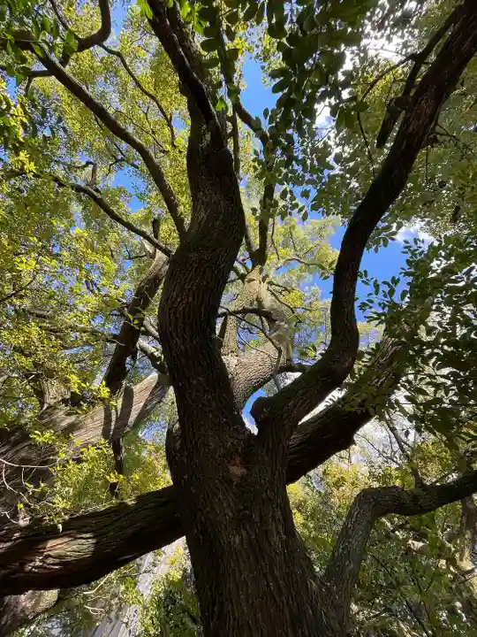 若一神社の自然