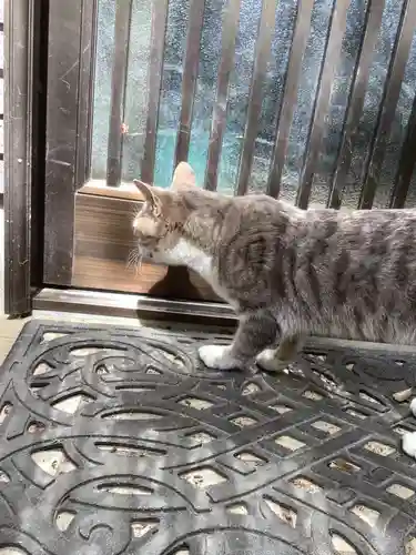 玉野御嶽神社の動物