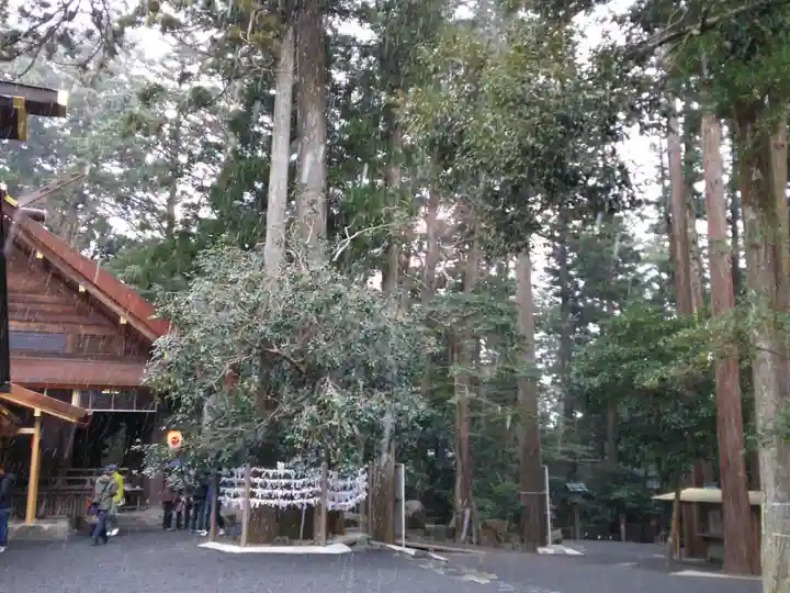 椿大神社の自然