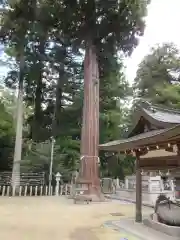 田村神社の自然