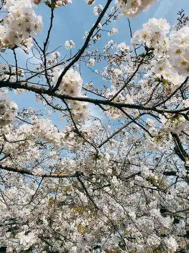 三嶋大社の自然