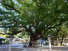 大麻比古神社の自然