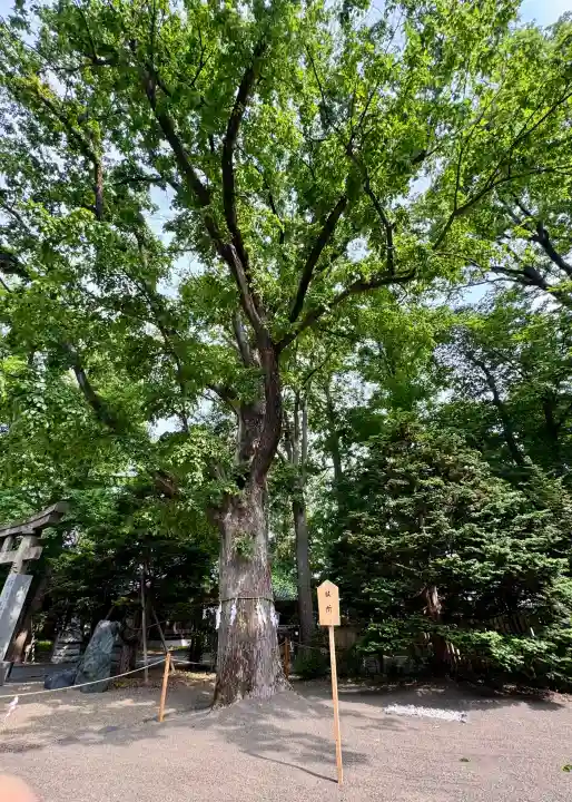 八幡愛宕神社(旭川神社)の{uncategorized: "未分類", other: "その他", undefined: "問題あり", building: "その他建物", grave: "お墓", sacred_gate: "鳥居", guardian: "狛犬", statue: "像", buddha: "仏像", history: "歴史", nature: "自然", garden: "庭園", animal: "動物", pagoda: "塔", temizu: "手水舎", mountain_gate: "山門・神門", sanctuary: "本殿・本堂", subordinate: "末社・摂社", art: "芸術", scenery: "景色", jizo: "地蔵", ema: "絵馬", goshuin: "御朱印", omikuji: "おみくじ", items: "授与品その他", amulet: "お守り", goshuincho: "御朱印帳", eats: "食事", festival: "お祭り", votive_dance: "神楽", shichigosan: "七五三参", wedding: "結婚式", experience: "体験その他", initially: "初詣", around: "周辺", anti_infection: "感染症対策"}