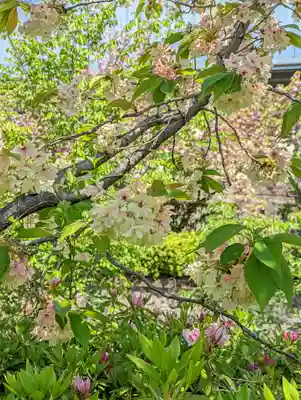 六孫王神社(京都府)