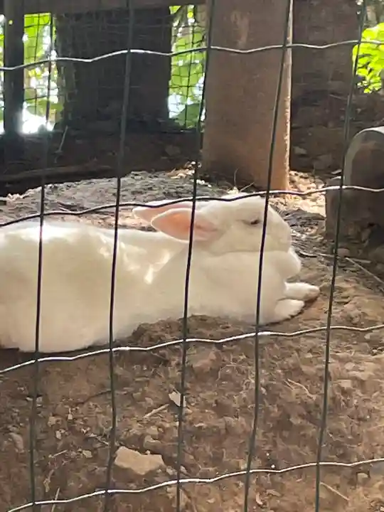 太子堂八幡神社の動物