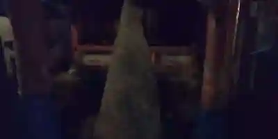 車折神社(京都府)