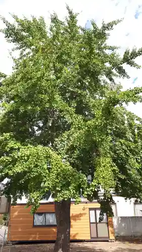 札幌村神社の自然