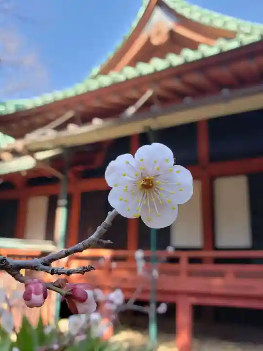 赤坂氷川神社(東京都)