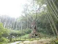 武雄神社の自然
