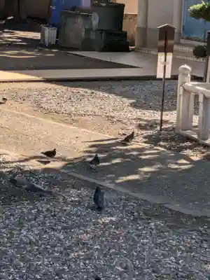 千住神社(東京都)