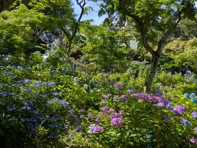 本土寺(千葉県)