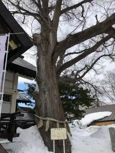 豊平神社の自然