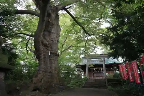 愛宕神社の自然